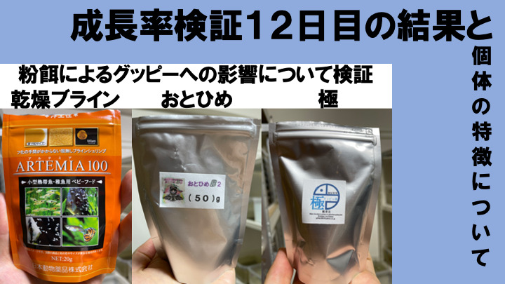 3種の粉餌による成長比較の記録12日目 乾燥 殻なしブラインシュリンプ おとひめ グッピーの餌 極 グッピー飼育ラボ グッピーの飼育方法 学習ブログ