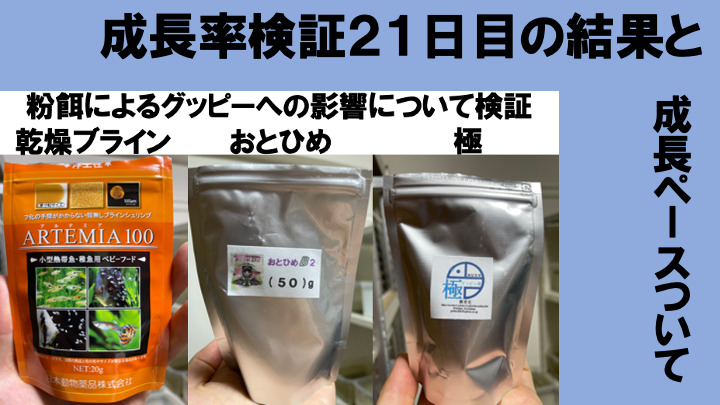 3種の粉餌による成長比較の記録21日目 乾燥 殻なしブラインシュリンプ おとひめ グッピーの餌 極 グッピー飼育ラボ グッピー の飼育方法学習ブログ